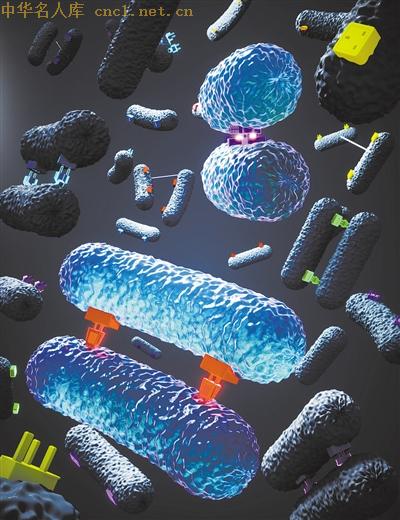 细菌“亲密行为”或解释抗生素耐药性成因